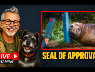 Neal the Seal